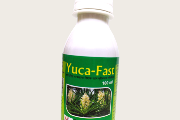 Yuca Fast